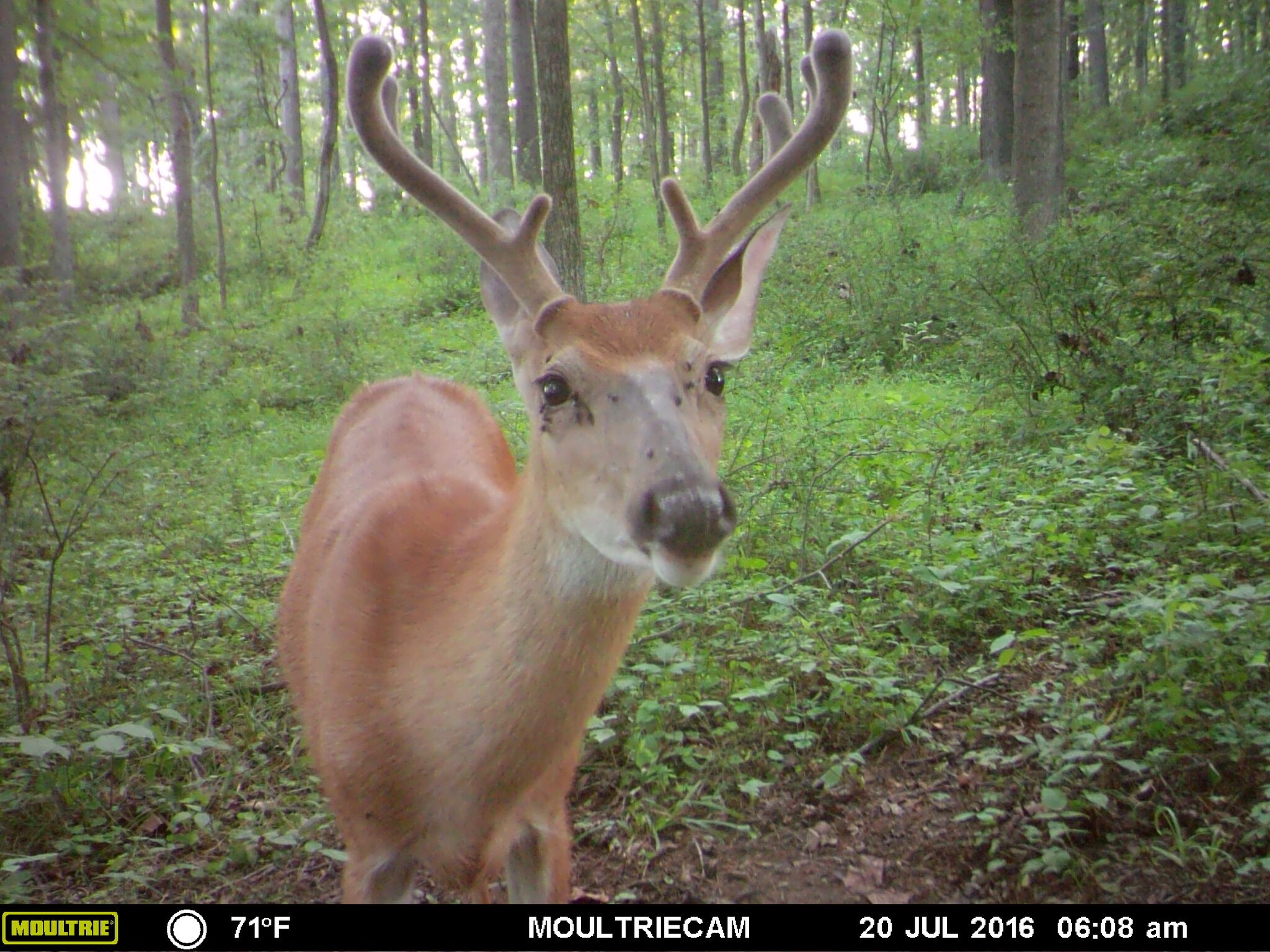 What Happens in the Wild 13 Incredible Trail Cam Shots Farwide Blog