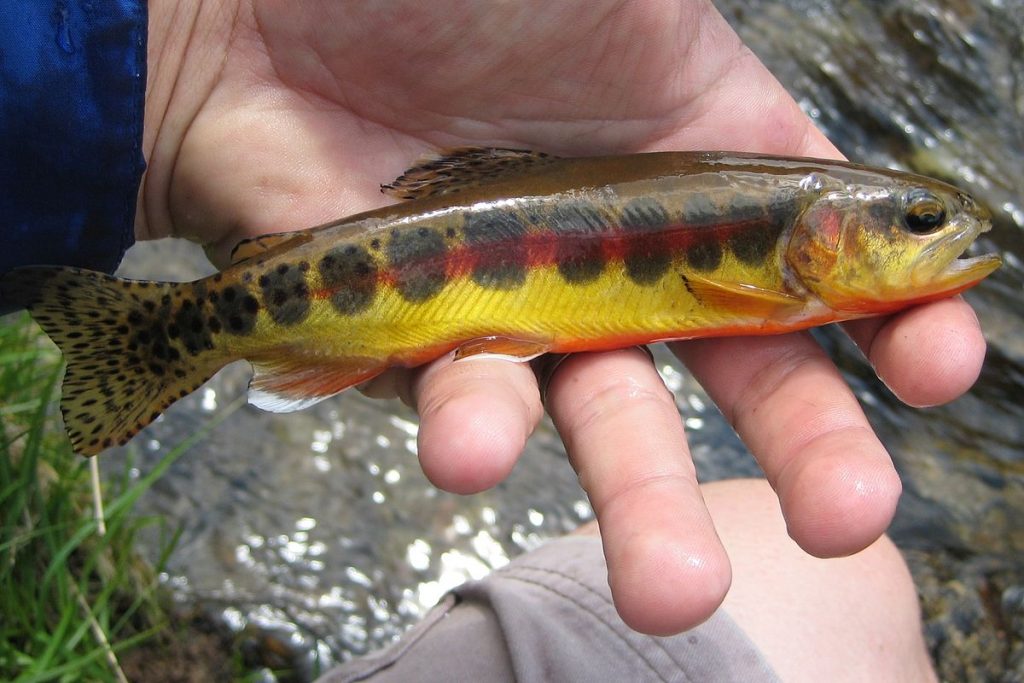 Catching the California Golden Trout - Farwide Blog