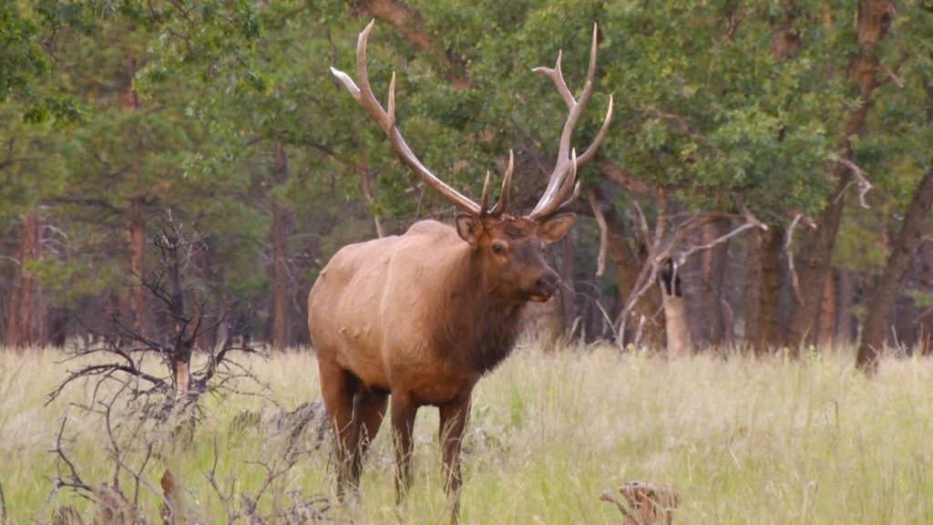 best socks for elk hunting