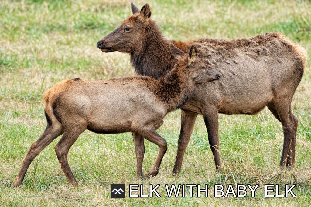 Elk hunting in US