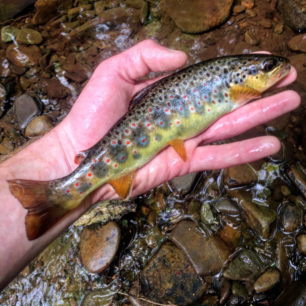 Brook Trout, Turkey Hunting, and The Next Generation Meet FarWide Ambassador Cole Eiswerth FarWide photo