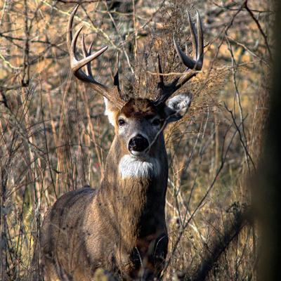 New York Regular Deer Season Witnesses Huge Surge in License Sales