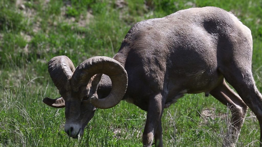 Bighorn Hunting Wyoming