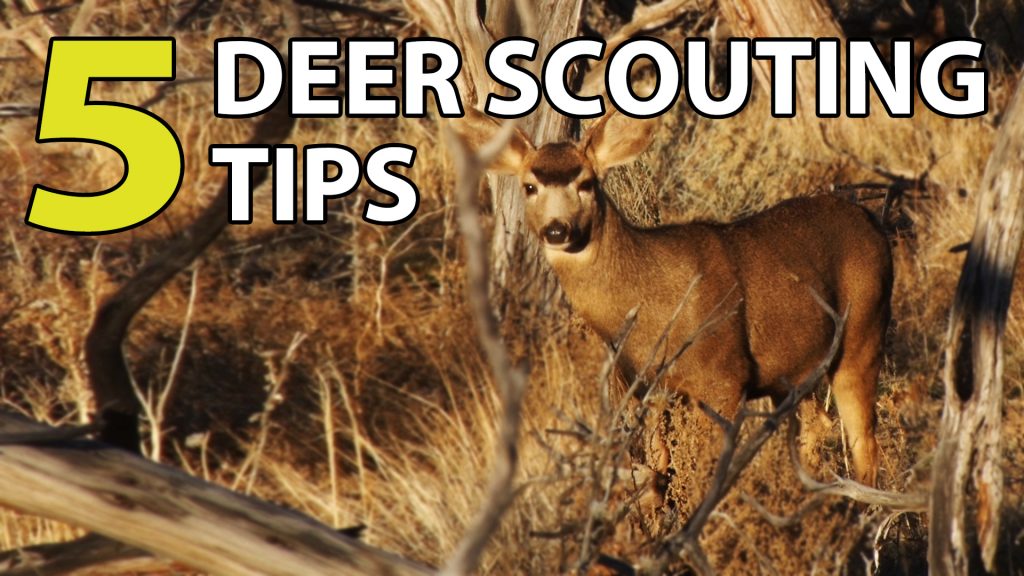 deer scouting tips