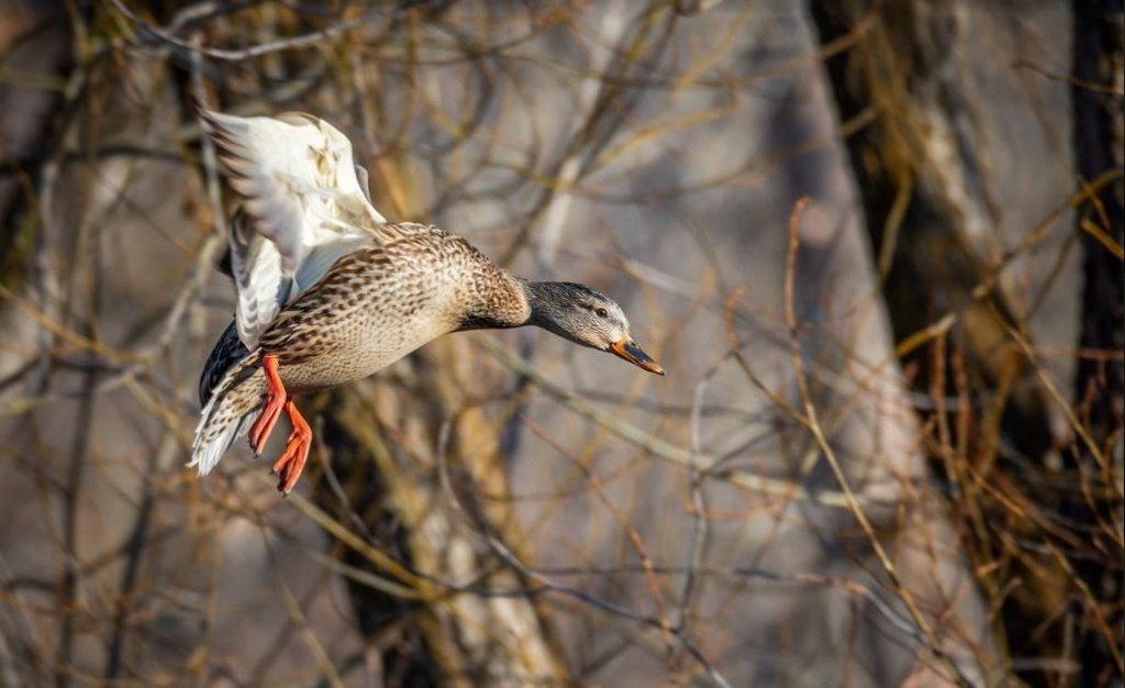 Duck Tor Fuck - Duck Hunting in US â€“ Having Fun with the Shotgun | FarWide