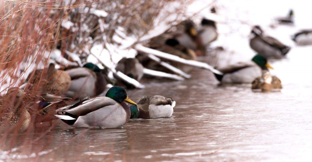 A Guide to Duck Hunting in US | Duck Hunting Season | Sns-Brigh10