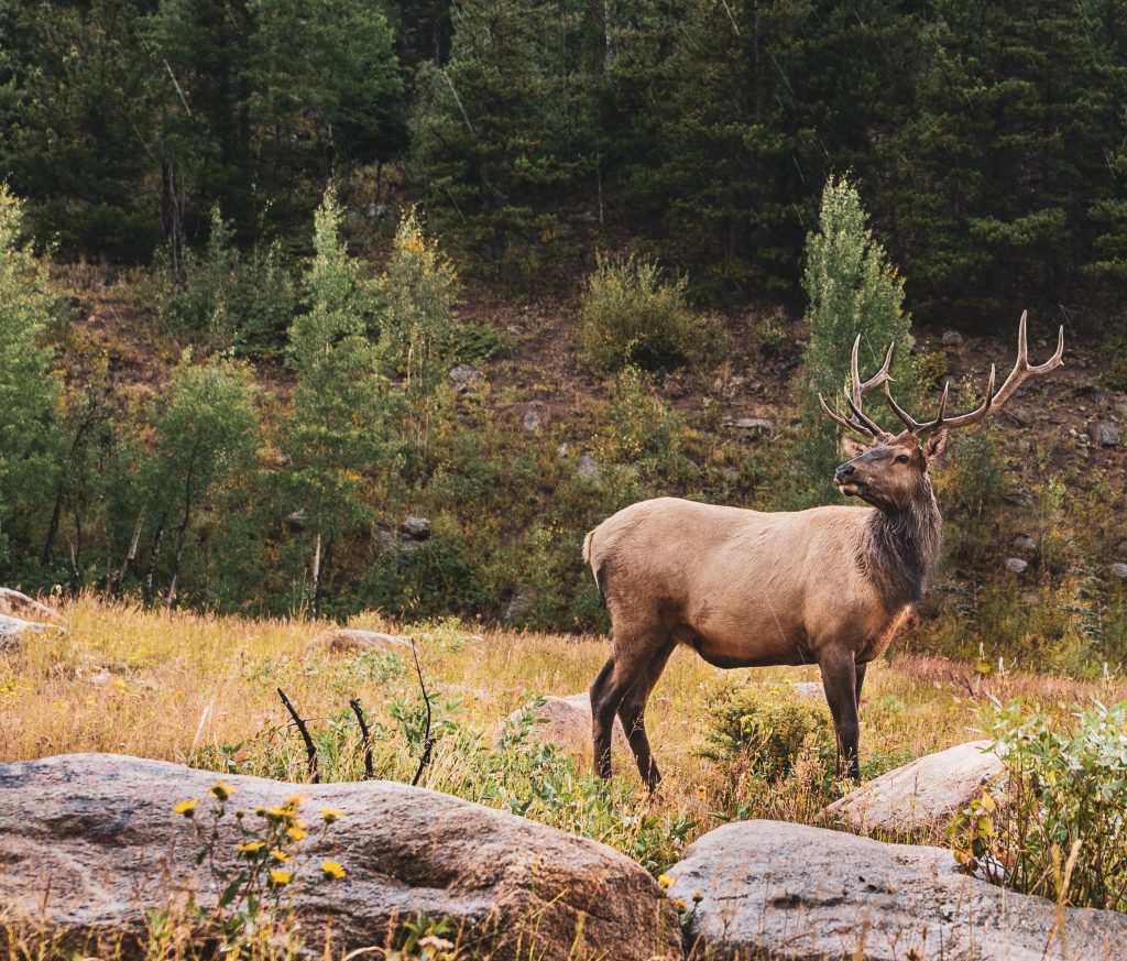 Elk in meadow