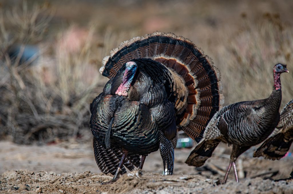 1024px x 677px - Tips For Fall Turkey Hunting Success - Hunting, Fishing and Outdoor  Information | FarWide